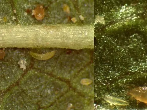 Typhlodromus thripsi