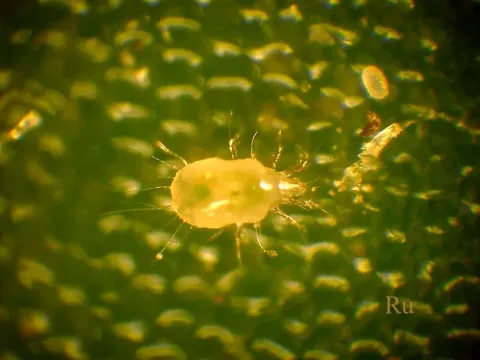 Flour mite