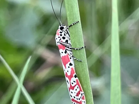 Bella moth