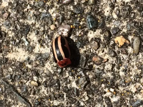 California willow leaf beetle