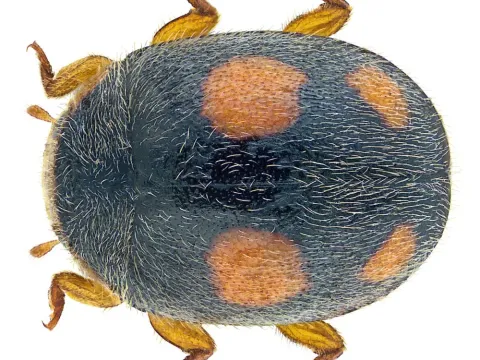 Platynaspis silvestrii
