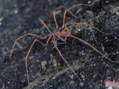 Nymphon gracile