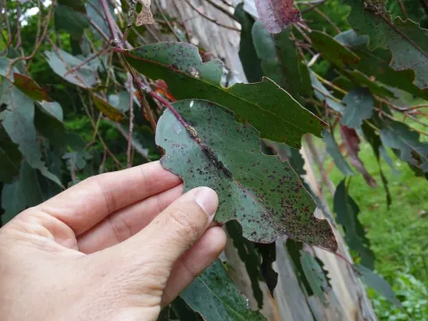 Eucalyptus gall wasp