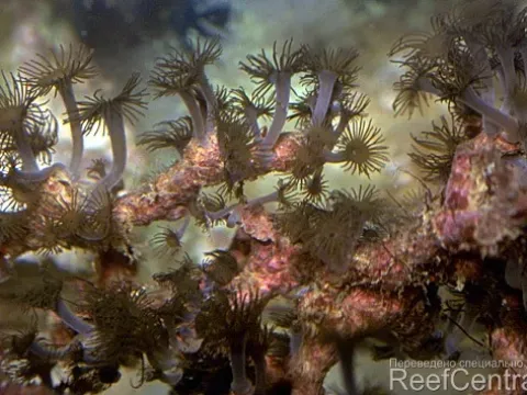 Zoanthids