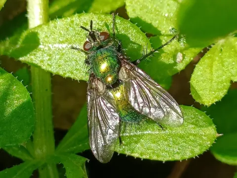 Gymnocheta