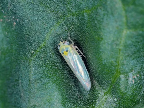 Aster leafhopper