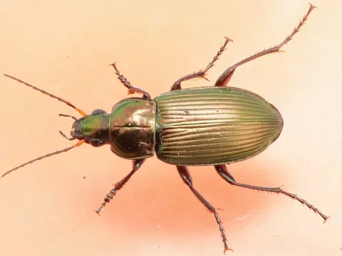 Pterostichus cupreus