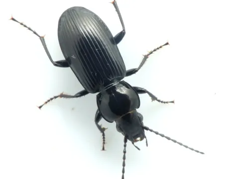 Common black ground beetle