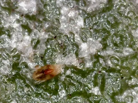 Flat mite