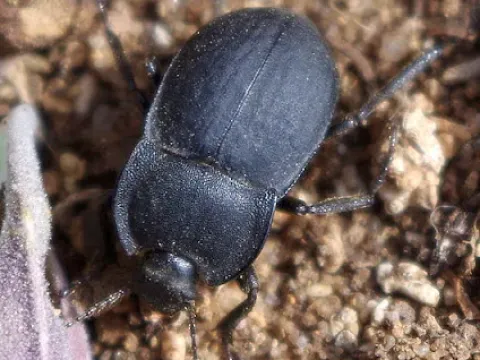 Krubera peregrina