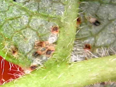 Horridus spider mite