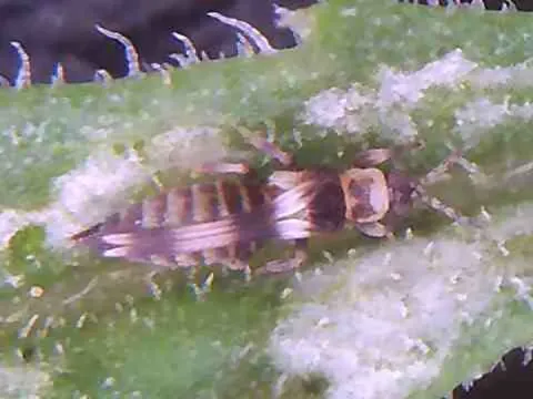 Neohydatothrips