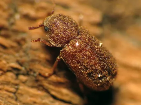 Endecatomus