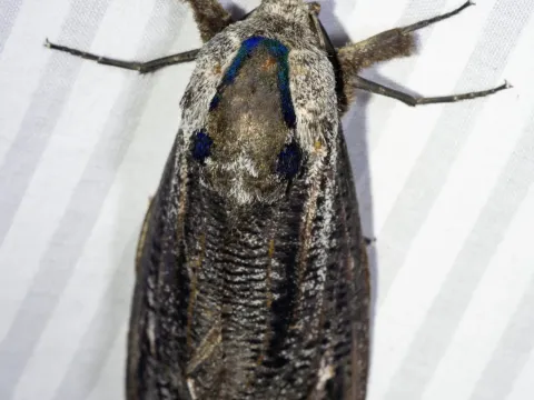 Giant Eucalyptus Moth