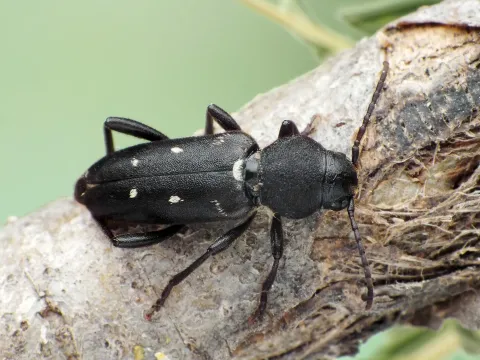 Turanoclytus