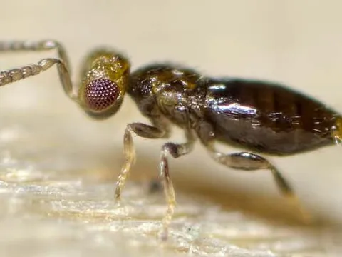 Prospaltella