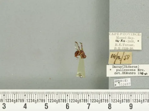 Плодова муха Dacus pullescens