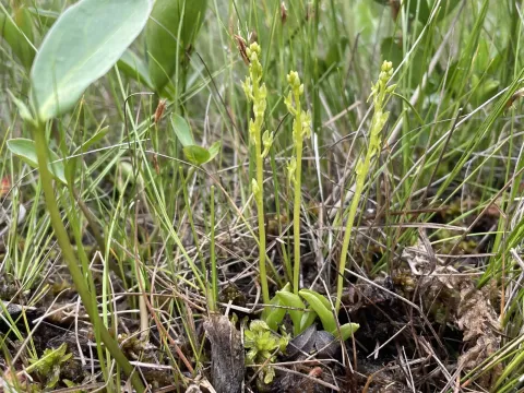 Bog orchid
