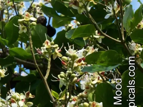 Hymenaea verrucosa