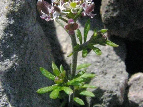Hornungia