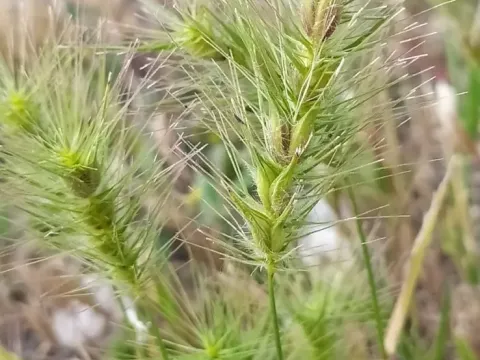 Heteranthelium