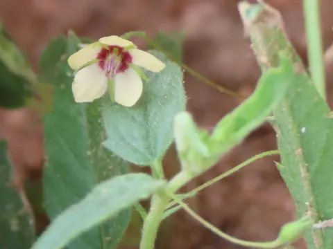 Hermannia tigreensis