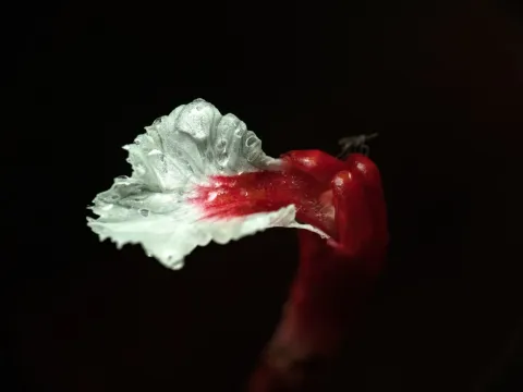 Хорнштедтия