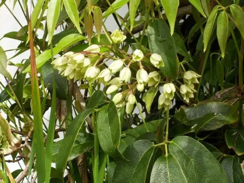 Holboellia