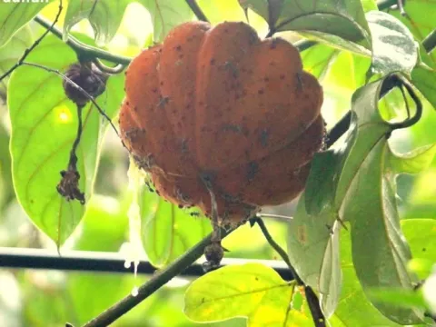 Hodgsonia