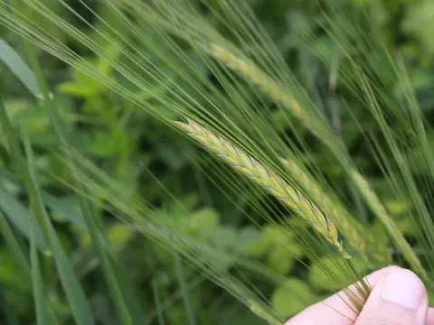 Two-row barley