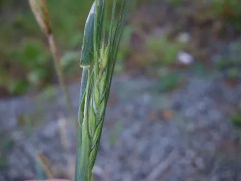 Irregular barley