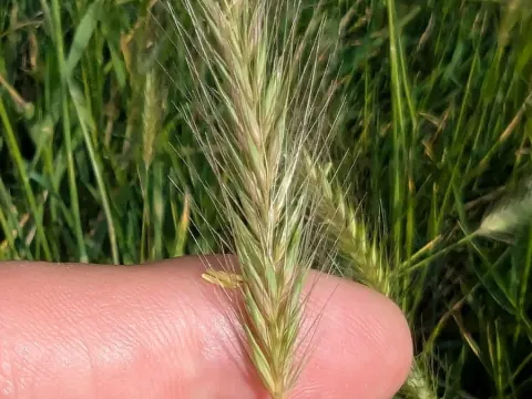 Meadow barley