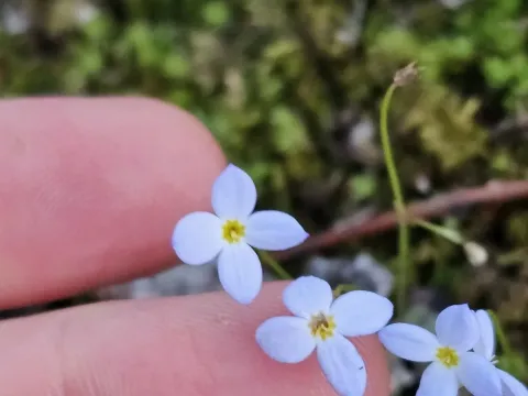 Azure bluet