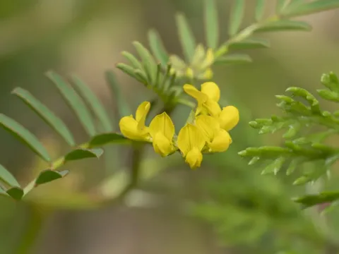 Horseshoe vetch