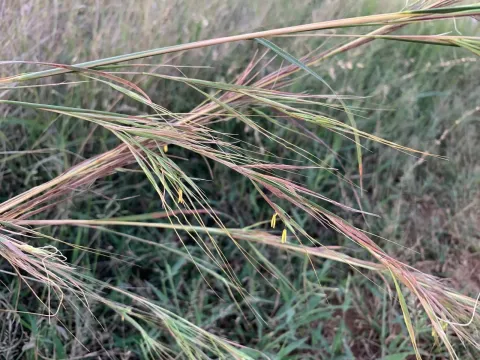 Гіпертелія