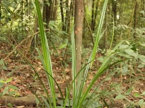 Hypolytrum latifolium
