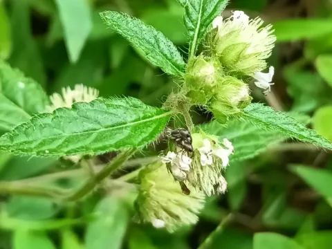 Hyptis atrorubens