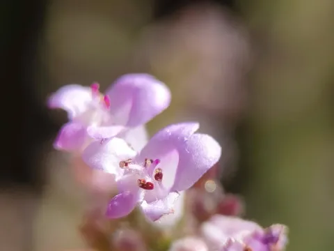 Hyptis urticoides