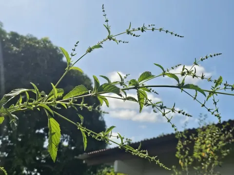 Hyptis verticillata