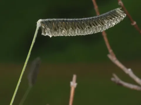 Harpochloa