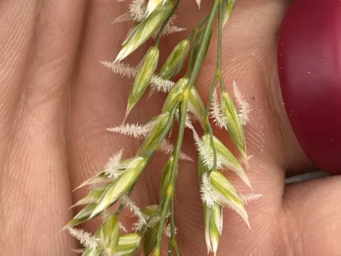 King's fescue