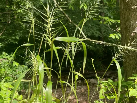 Eastern bottlebrush grass