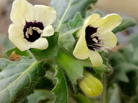 Henbane