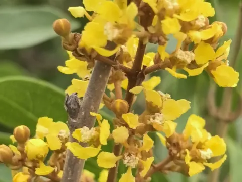 Heteropterys