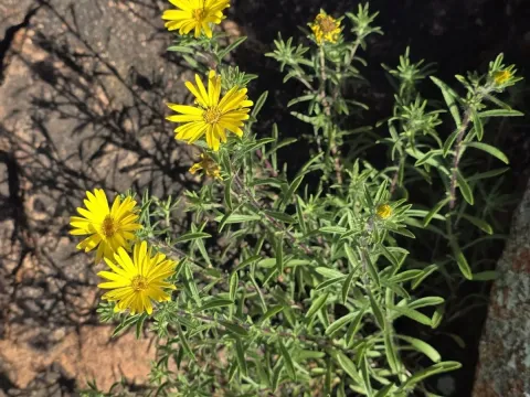 Heterotheca stenophylla