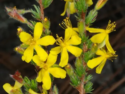Hudsonia