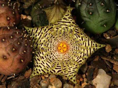 Huernia
