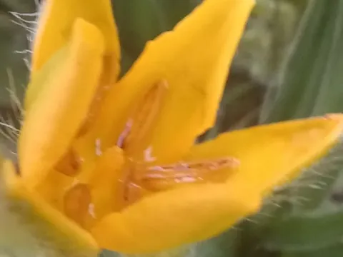 Hypoxis obtusa