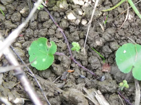 Hydrocotyle exigua