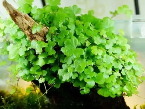 Japanese pennywort